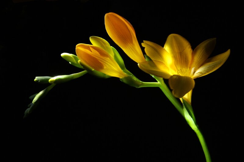 Yellow Freesia Flowers — Dramatic, Photograph