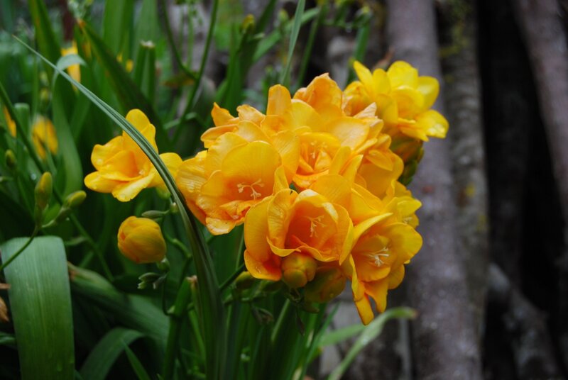 Yellow Freesia Flowers — Natural