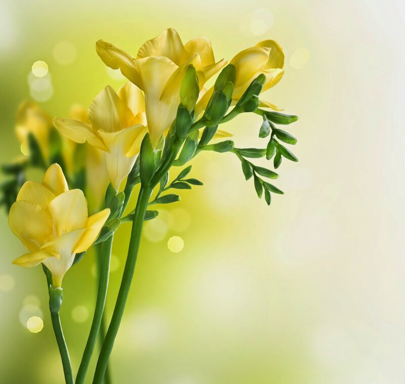 Yellow Freesia Flowers — Serene, Spring