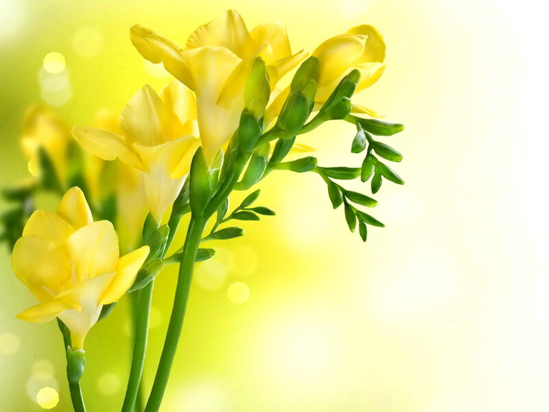 Yellow Freesia Flowers — Serene
