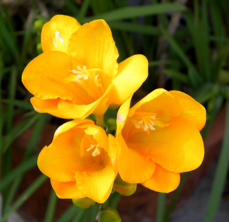 Yellow Freesia Flowers