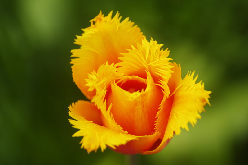 Yellow Fringed Tulip — Calm, Photograph