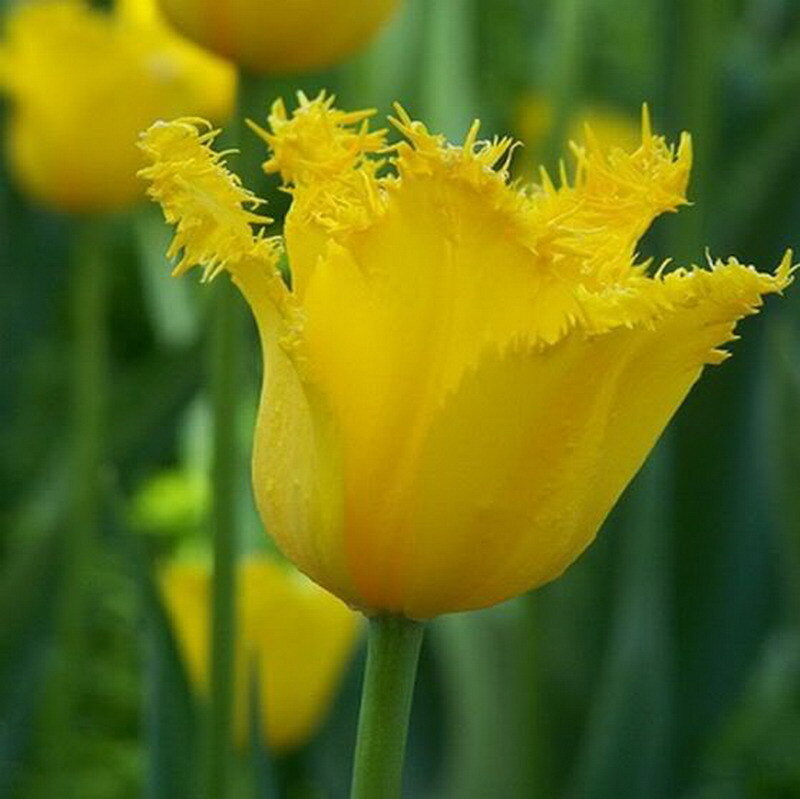 Yellow Fringed Tulip — Calm