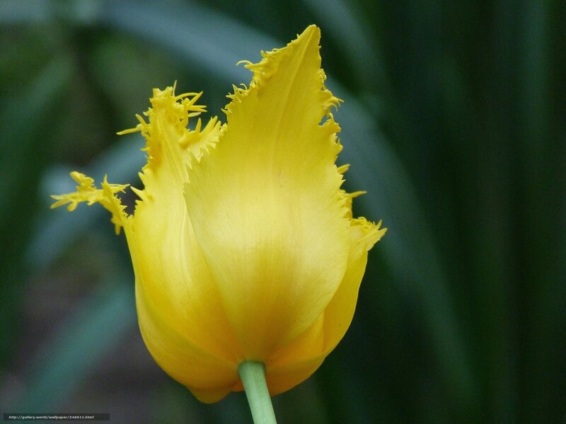 Yellow fringed tulip flower