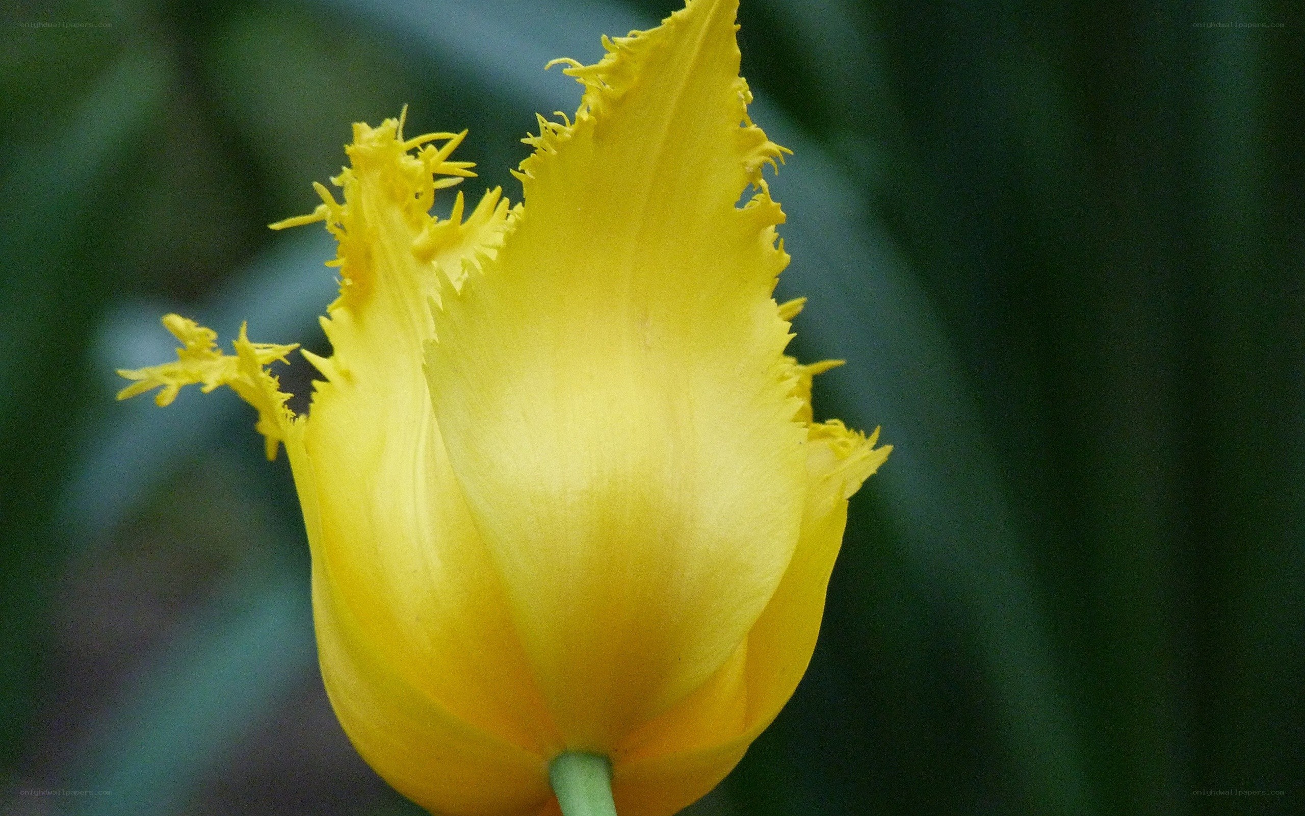 Yellow fringed tulip flower
