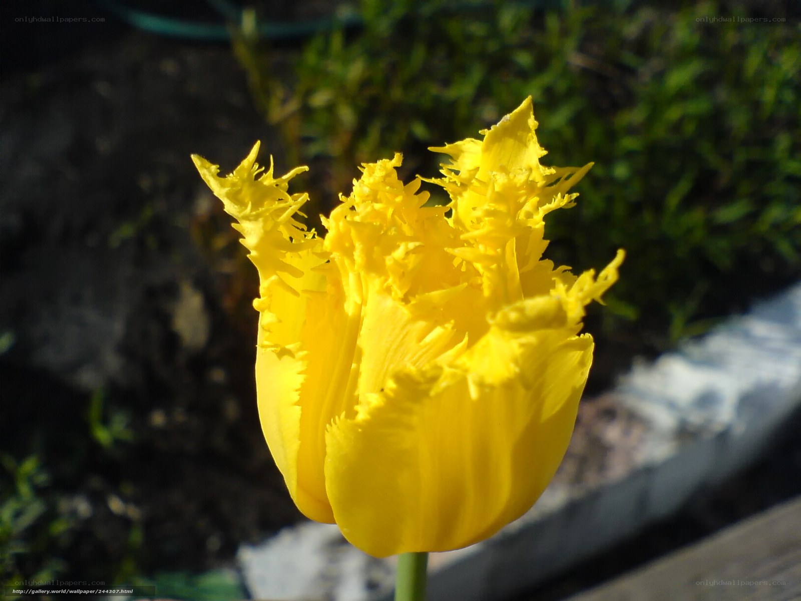 Yellow fringed tulip flower