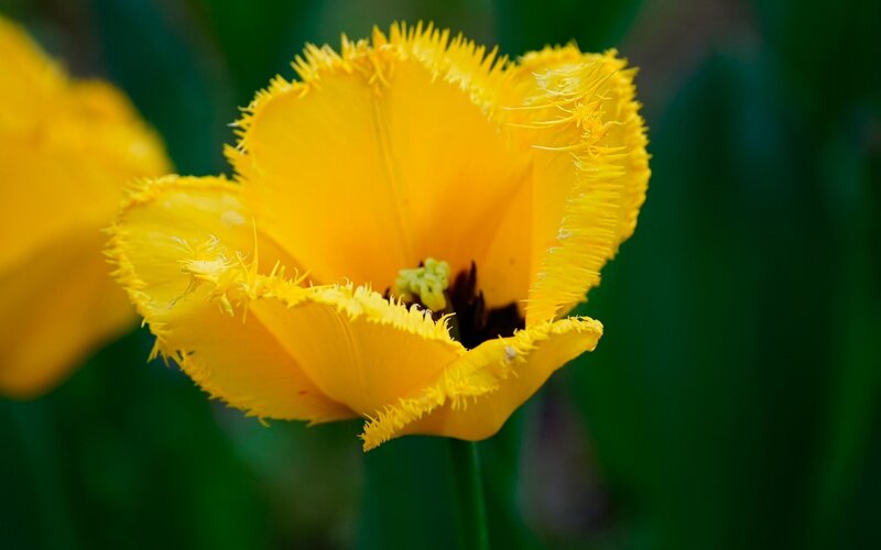 Yellow Fringed Tulip — Serene, Spring