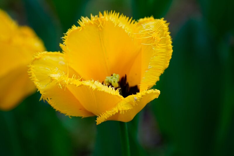Yellow Fringed Tulip — Serene