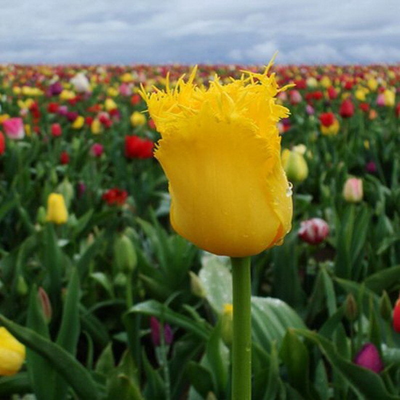 Yellow Fringed Tulip