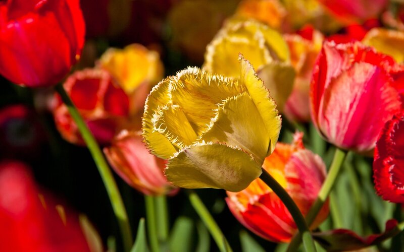 Yellow Fringed Tulip — Vibrant, Afternoon