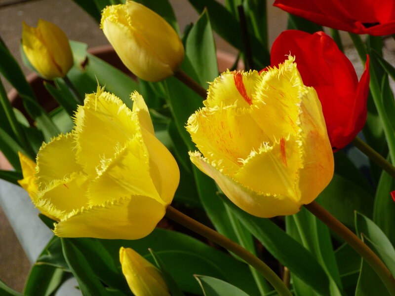 Yellow Fringed Tulips — Bright, Afternoon