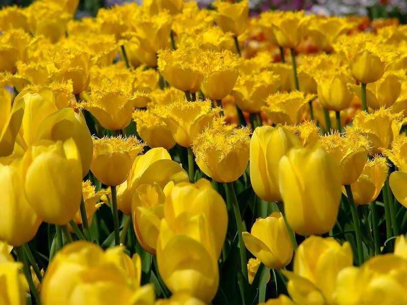 Yellow Fringed Tulips — Bright, Spring, Photograph