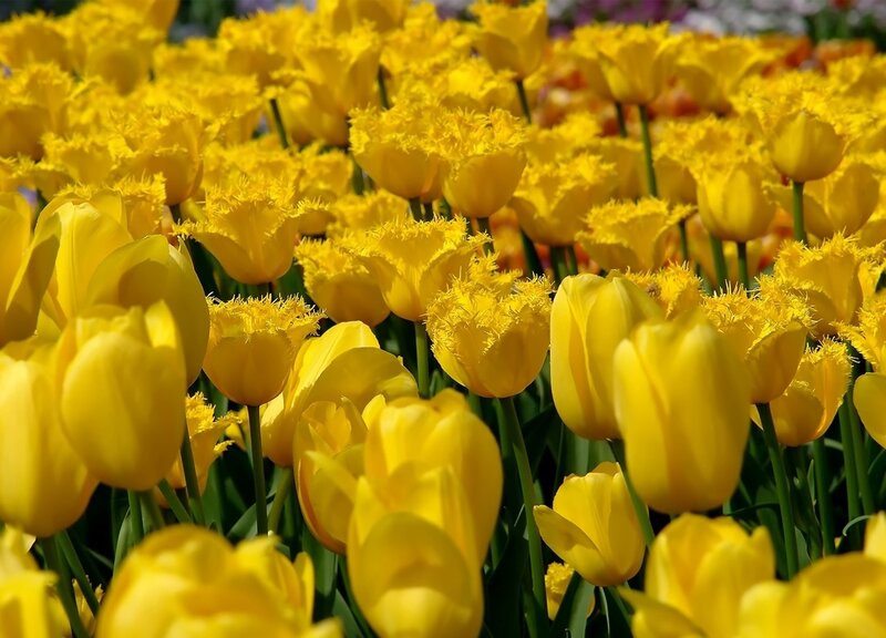 Yellow Fringed Tulips — Bright