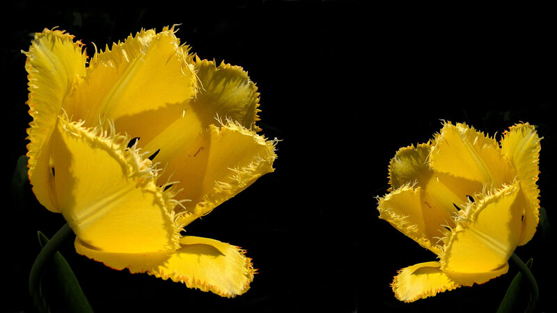 Yellow Fringed Tulips — Dramatic