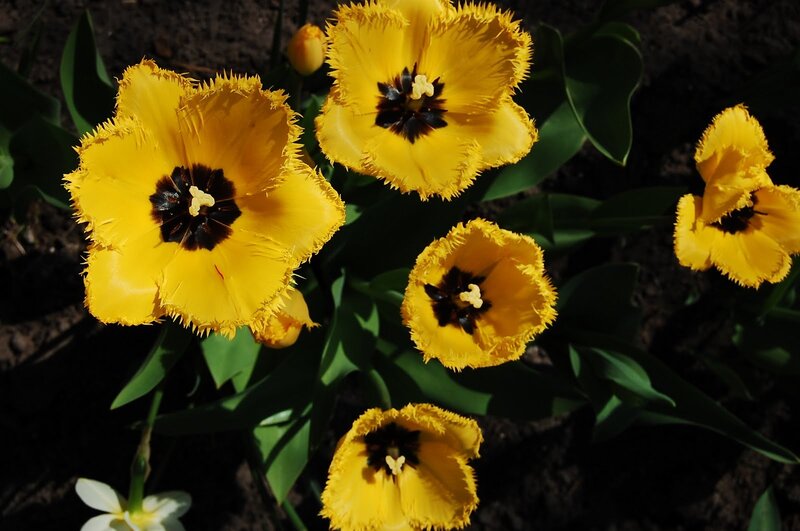 Yellow Fringed Tulips