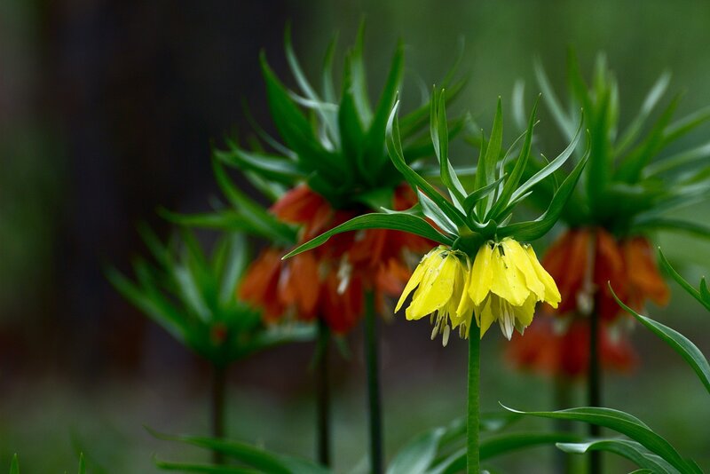 Yellow Fritillary Flower