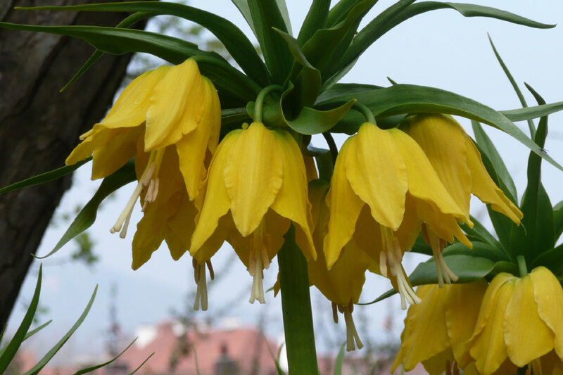 Yellow Fritillary Flowers