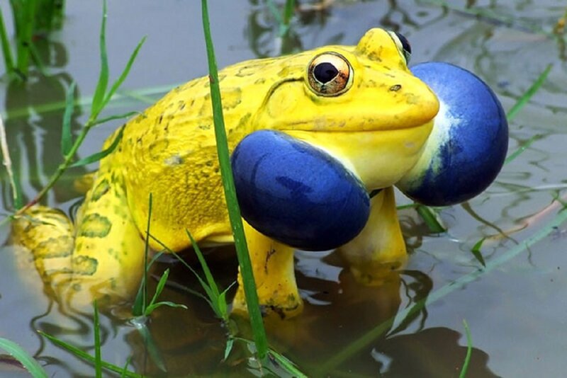 Yellow Frog in Water