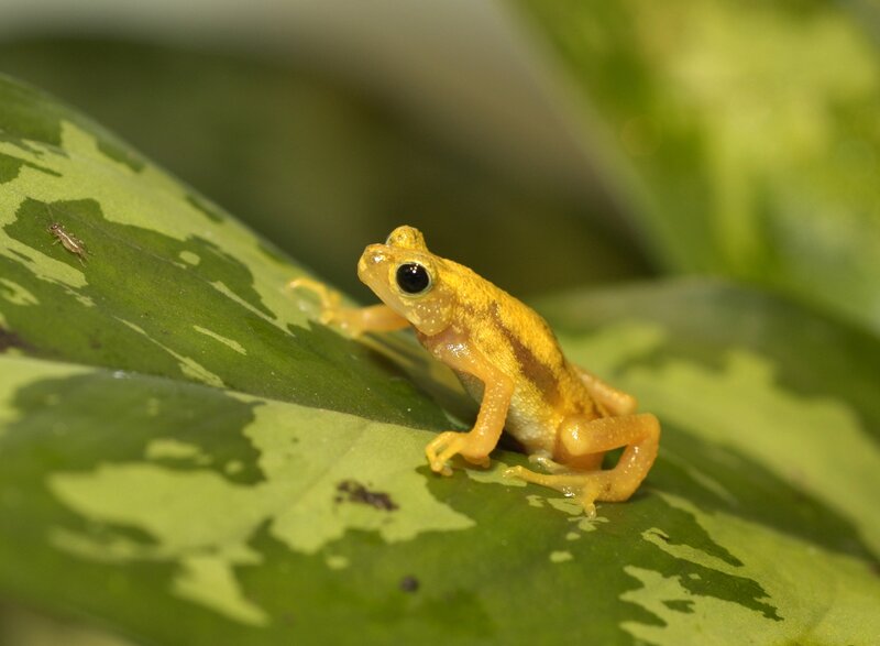 Yellow frog on a leaf