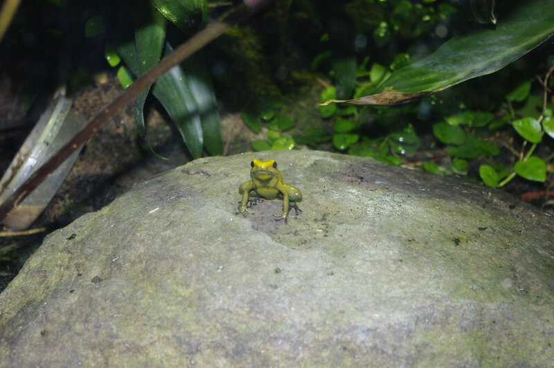 yellow frog on a rock