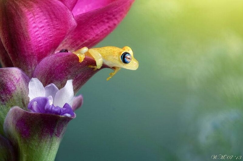 Yellow Frog on Flower