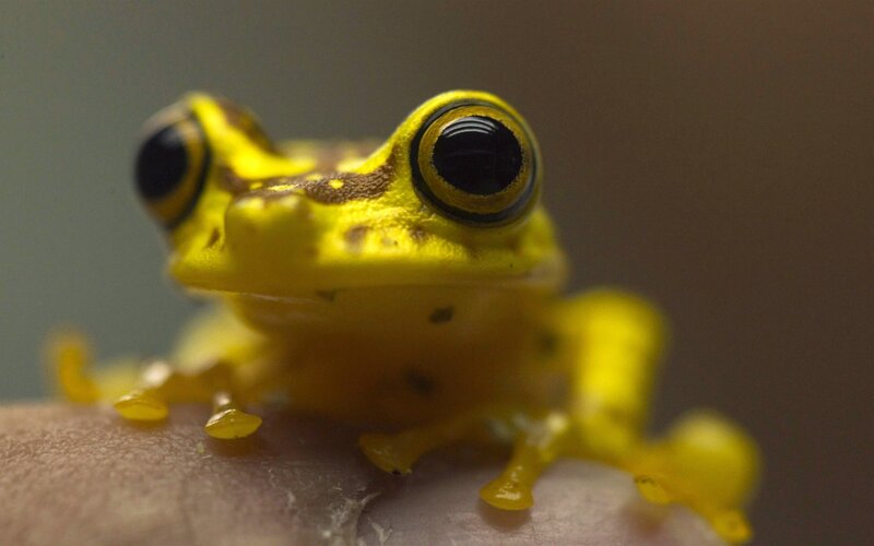 Yellow Frog on Hand
