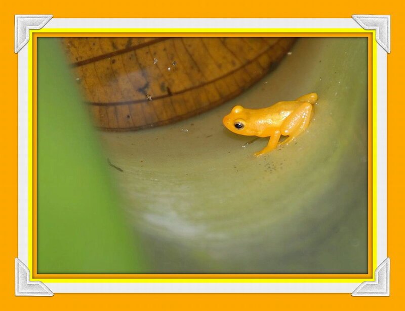 Yellow Frog on Leaf — Calm