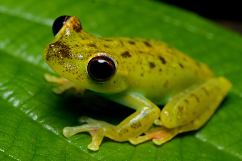 Yellow Frog on Leaf — Green, Calm