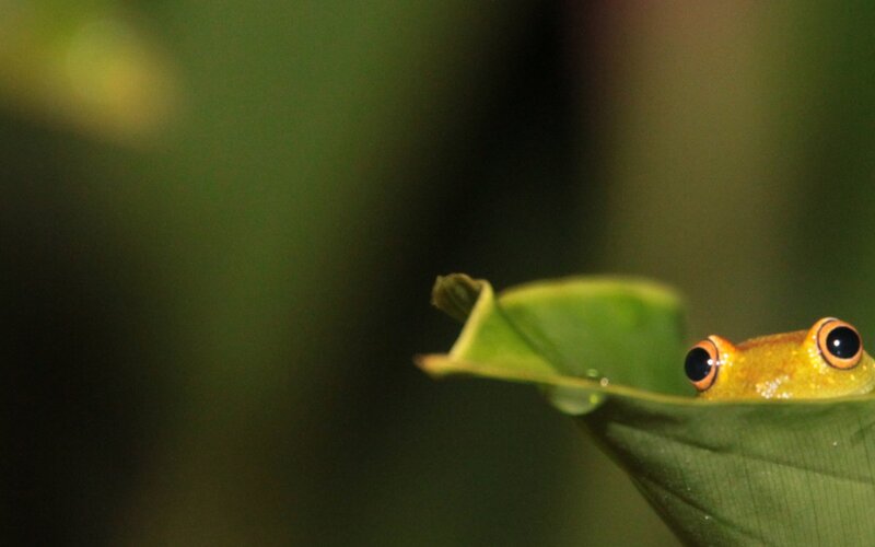 Yellow Frog on Leaf — Green