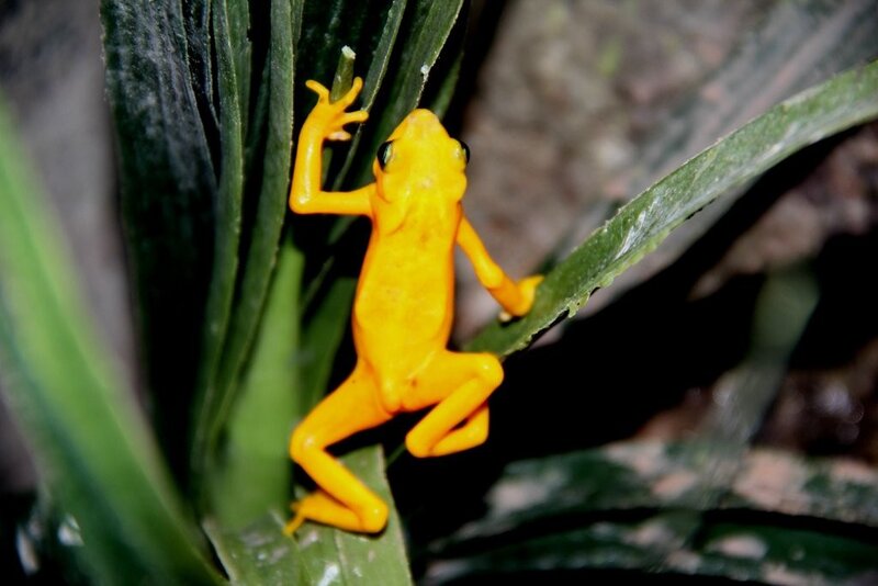 Yellow Frog on Leaf — Natural