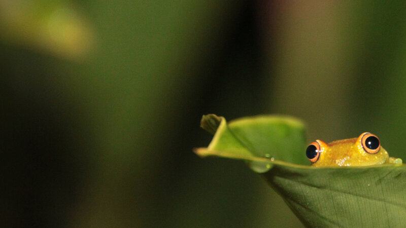 Yellow Frog on Leaf