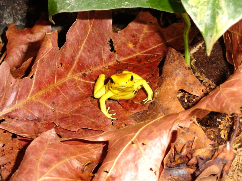 Yellow frog on red leaf