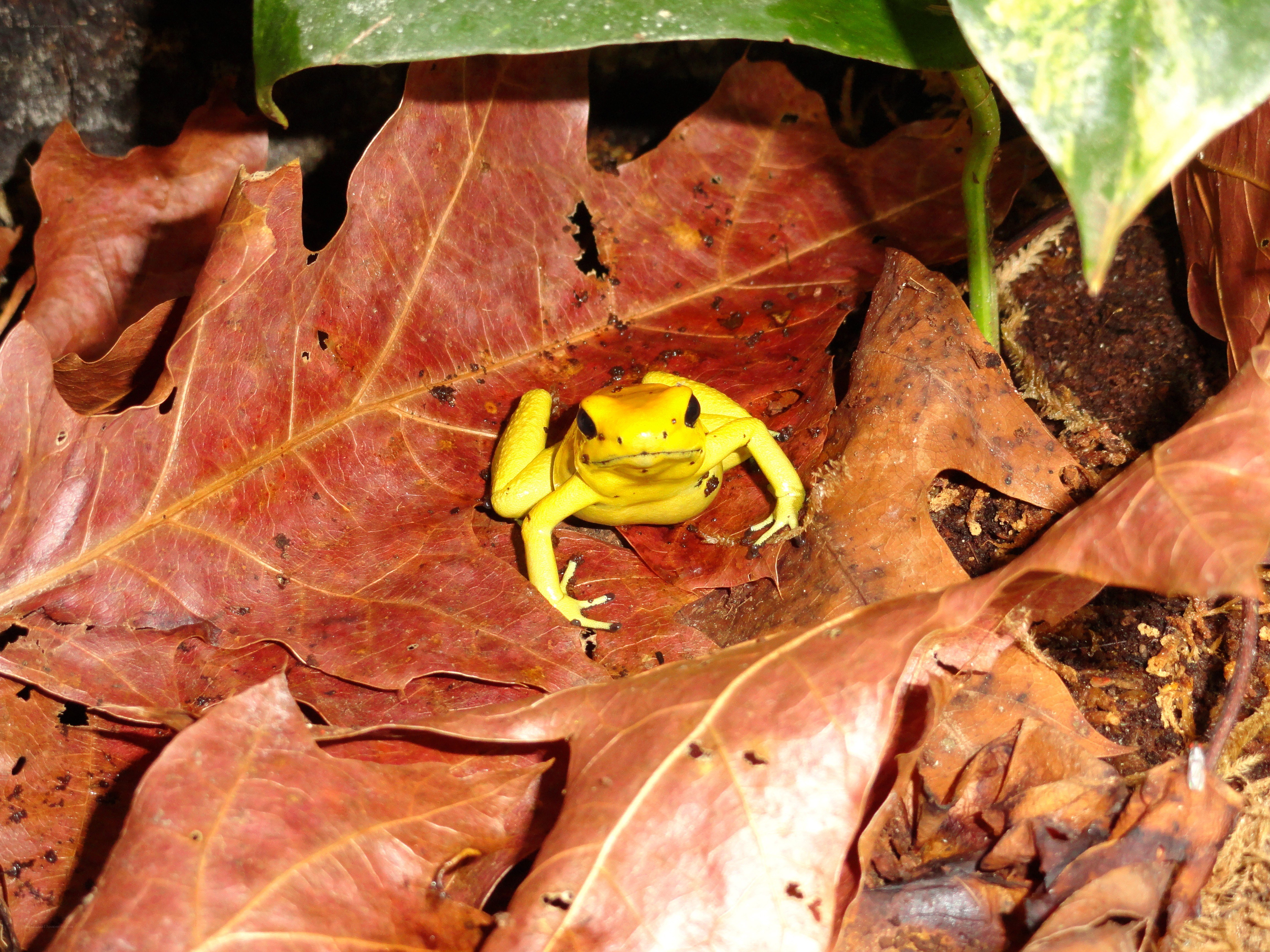Yellow frog on red leaf