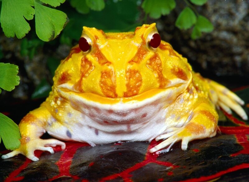 Yellow Frog with Red Eyes — Natural