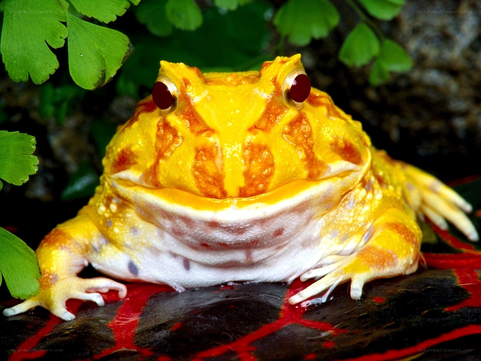 yellow frog with red eyes