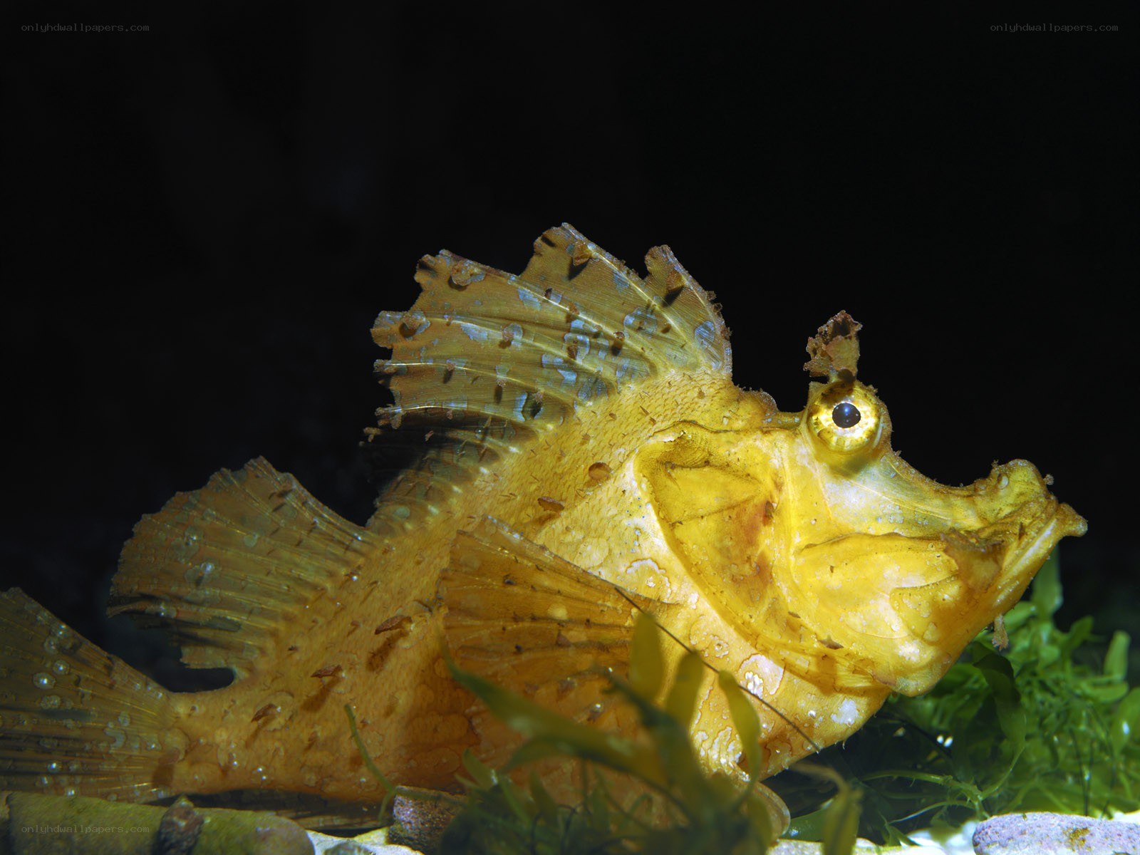 yellow frogfish in aquarium