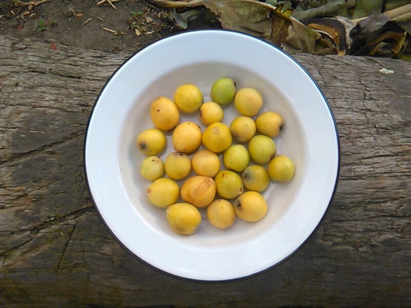 Yellow Fruits in a Bowl