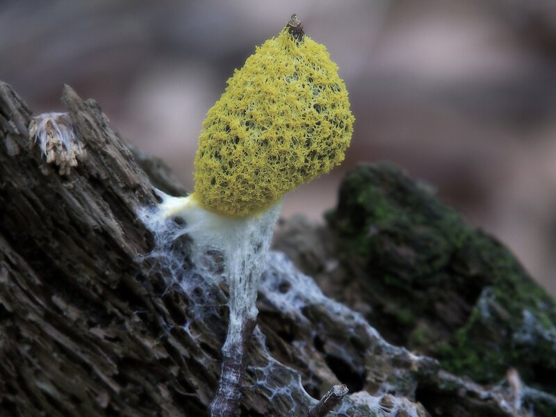 Yellow fungus on decaying wood
