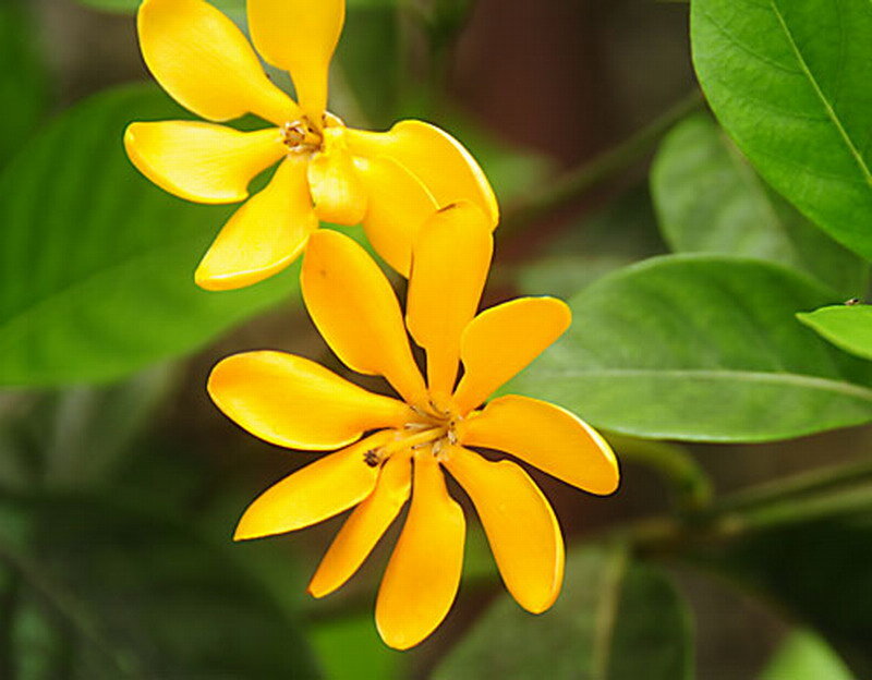 Yellow Gardenia Flowers