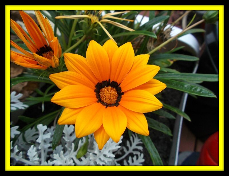 Yellow Gazania Flower