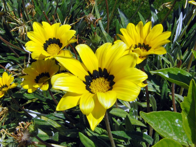 Yellow Gazania Flowers