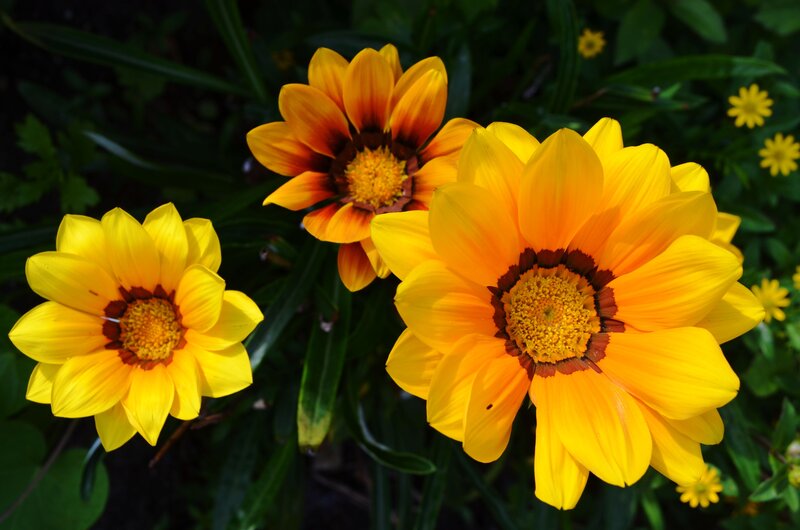 Yellow Gazania Flowers — Vibrant