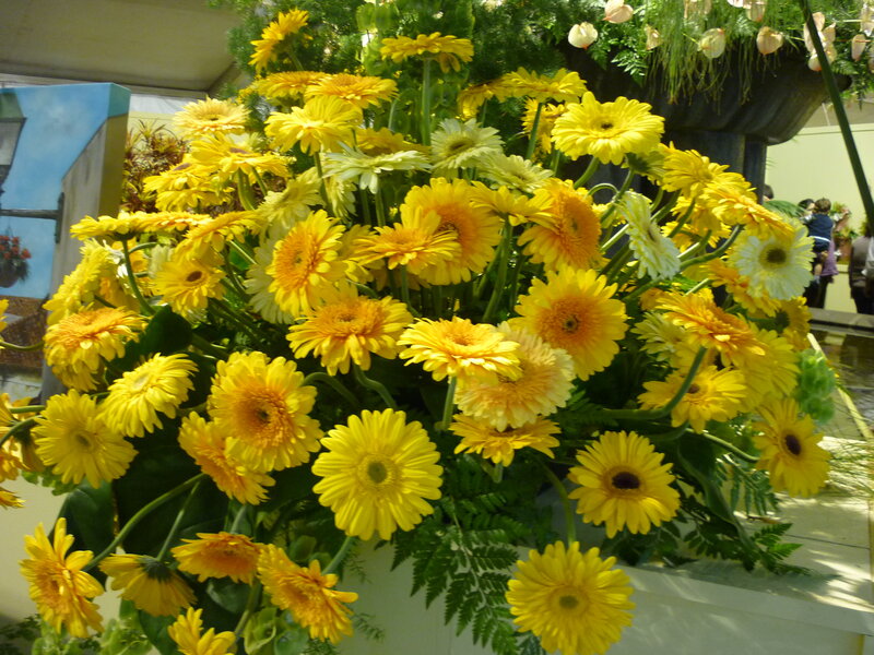 Yellow Gerbera Daisies — Bright, Afternoon