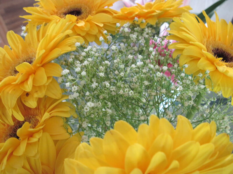 Yellow Gerbera Daisies — Bright, Photograph, Baby's Breath