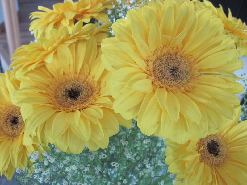 Yellow Gerbera Daisies — Bright, Photograph