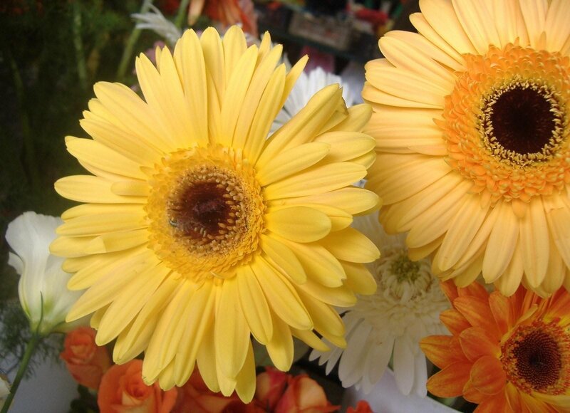 Yellow Gerbera Daisies — Bright, Photograph, White Flowers