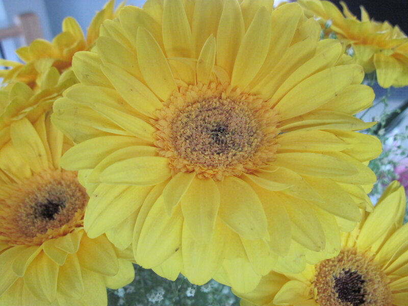 Yellow Gerbera Daisies — Bright