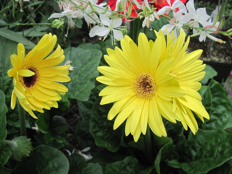 Yellow Gerbera Daisies — Calm, Afternoon, Photograph, Green Leaves