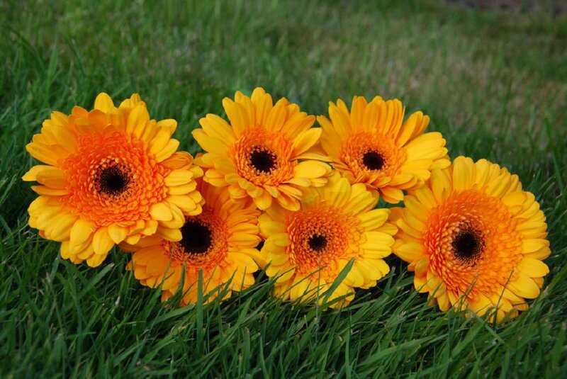 Yellow Gerbera Daisies — Calm, Afternoon