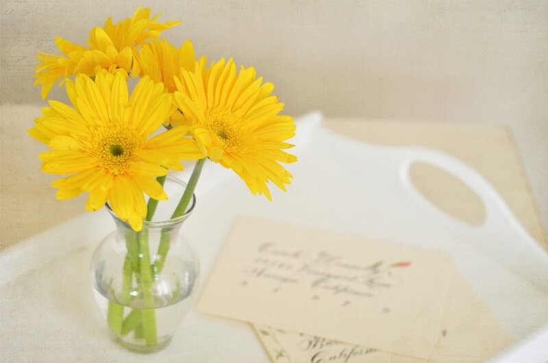 Yellow Gerbera Daisies — Calm, Morning